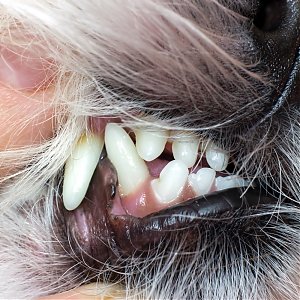 Ako zbaviť psíka zubného kameňa