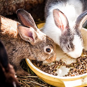 Základy správnej vyživy v drobnochove králikov