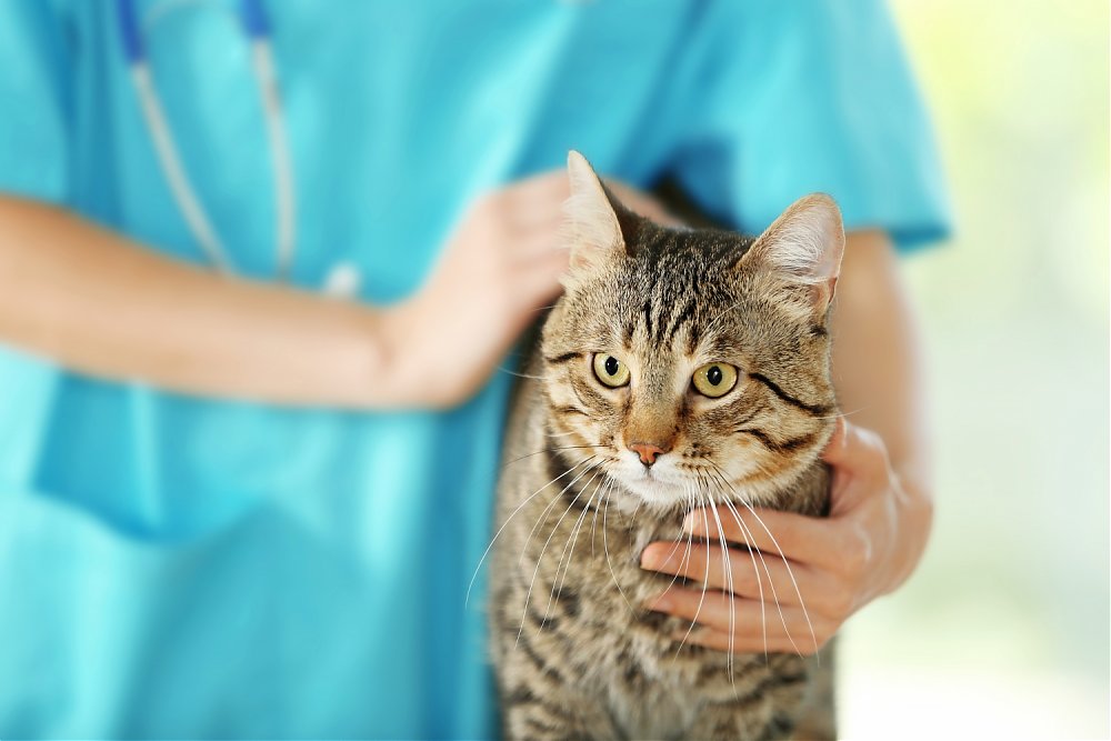 Prípad z kliniky: Pyometra mačiek