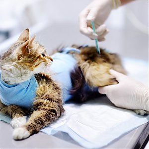 Ako chrániť svoje mačky proti vírusovým ochoreniam?