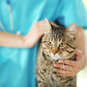Prípad z kliniky: Pyometra mačiek