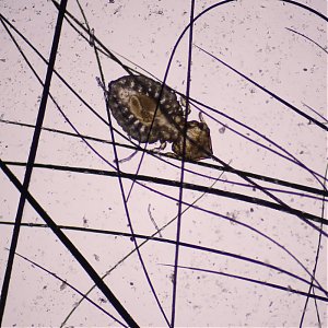 Felicola subrostrata - parazitárne ochorenie mačiek