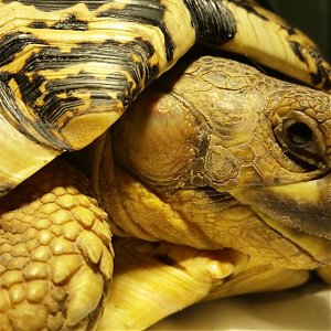 Svetový deň korytnačiek - 23. máj