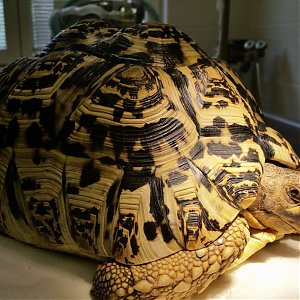 Svetový deň korytnačiek - 23. máj