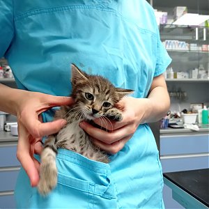 Prípad z kliniky: Mačiatko a švola