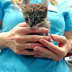 Prípad z kliniky: Mačiatko a švola