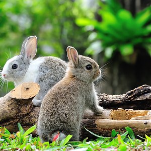 Myxomatóza a mor králikov