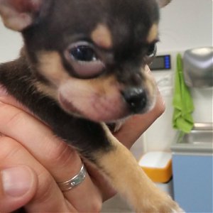 Očkovanie psíkov a spojené riziká