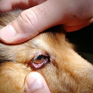 Očný parazit  - Thelazióza psov a mačiek