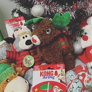 Vianočné darčeky pre zvieracích miláčikov