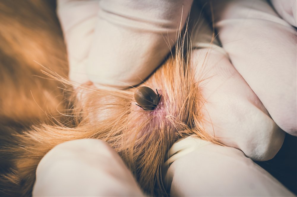 Kliešte a ochorenia ohrozujúce psa a mačku