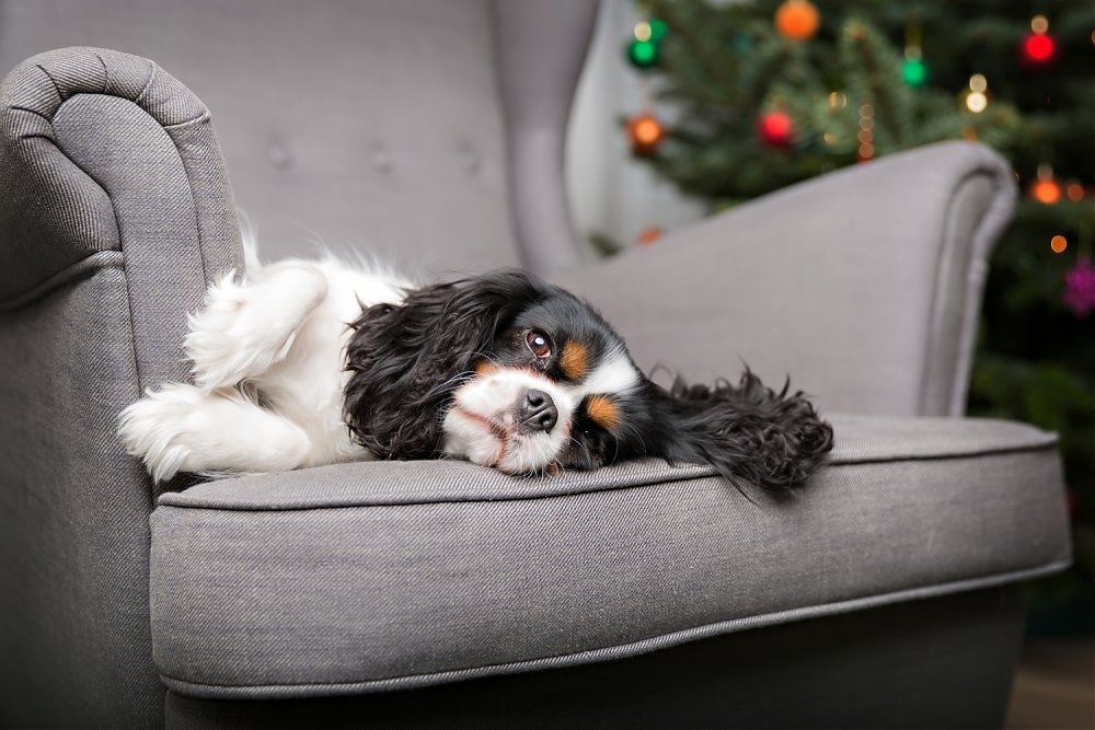 Povinné čipovanie psov od 1.11.2019 – čo znamená pre majiteľov ?