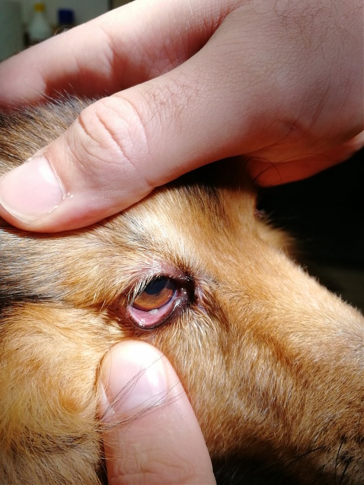 Očný parazit  - Thelazióza psov a mačiek