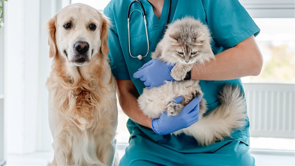 Giardióza u psov a mačiek